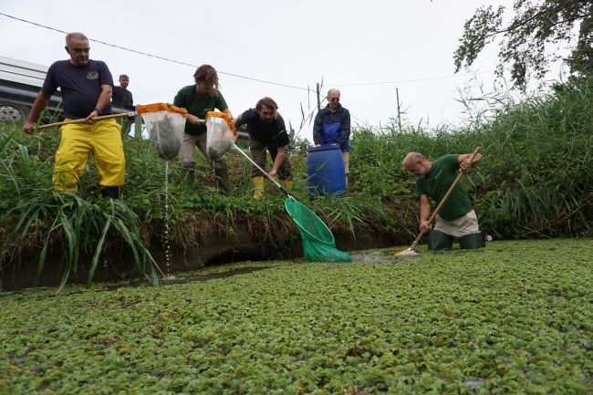 Attività di prelievo e trasferimento della "Salvinia natans" 