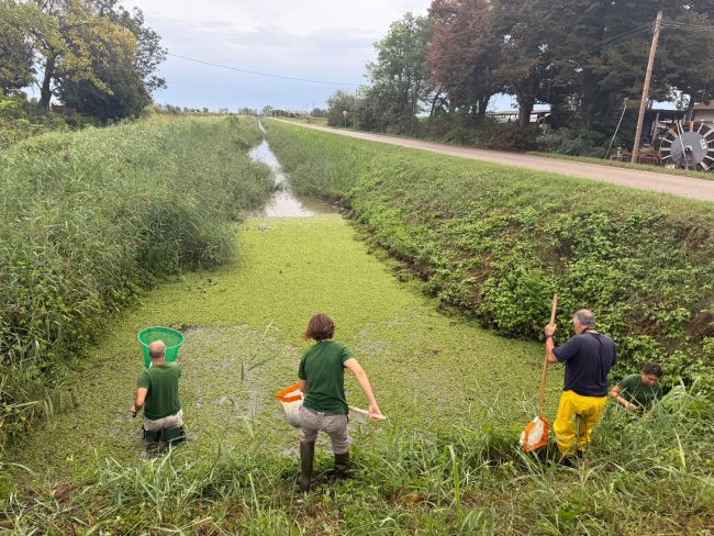 Attività di prelievo e trasferimento della "Salvinia natans"